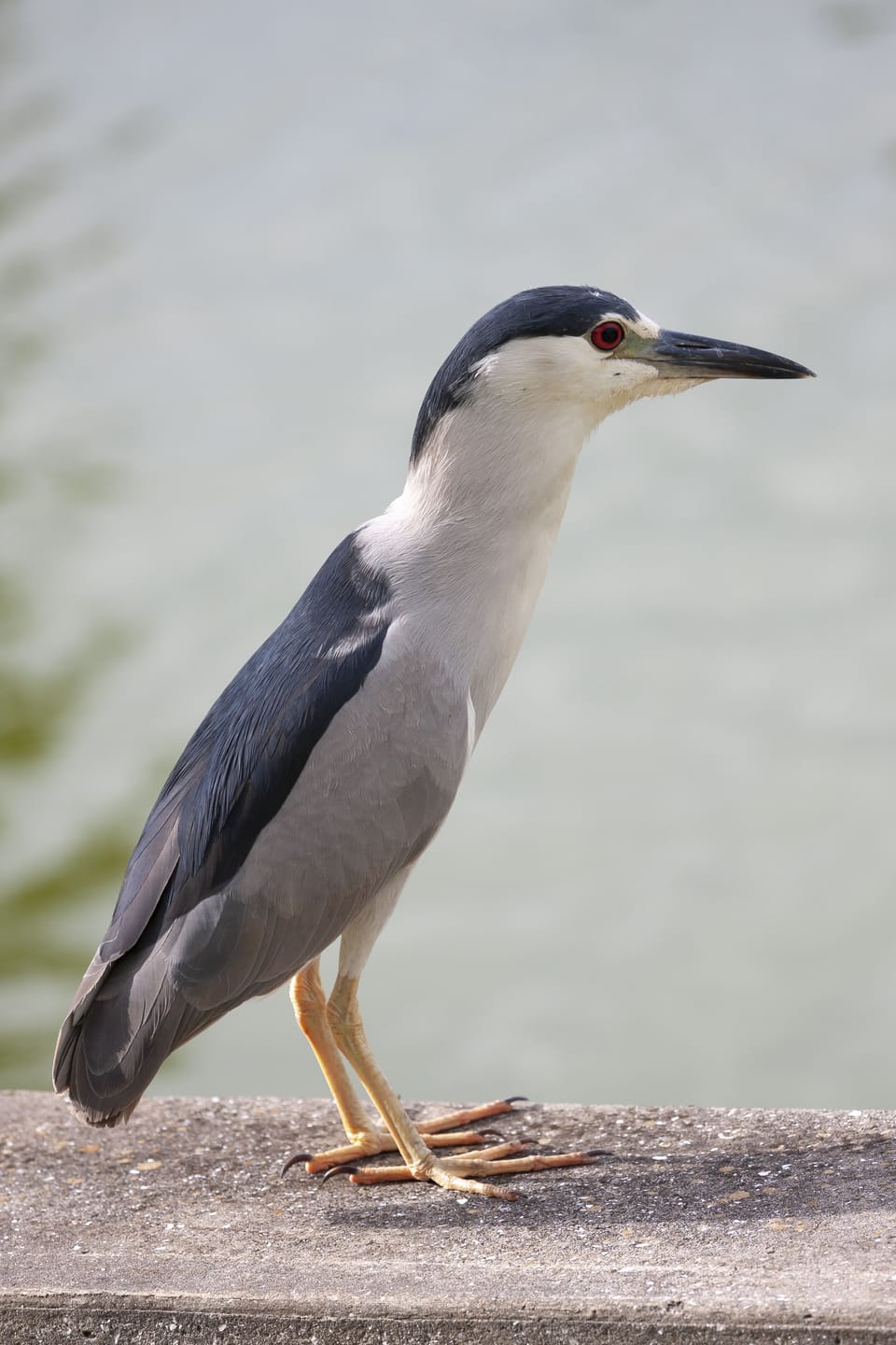 Black-Crowned Night-Heron