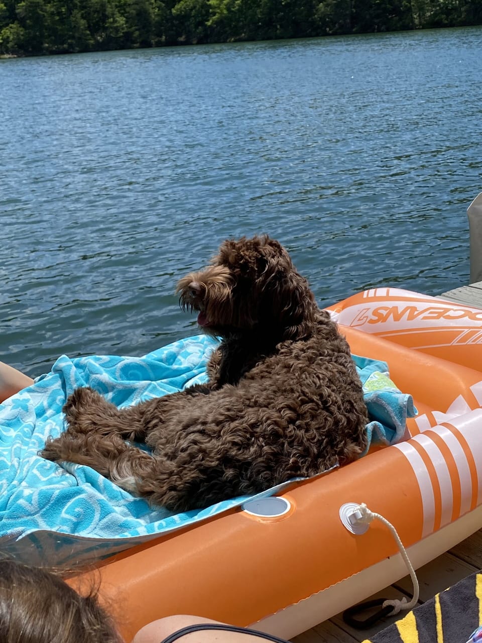 Pet-friendly