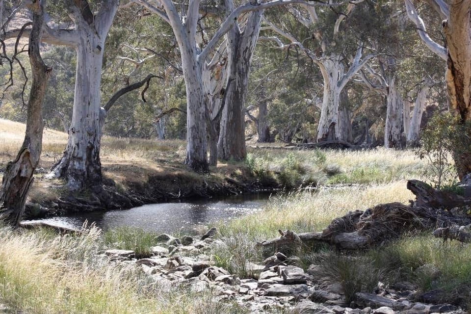 Bush Walking Marne River Gorge