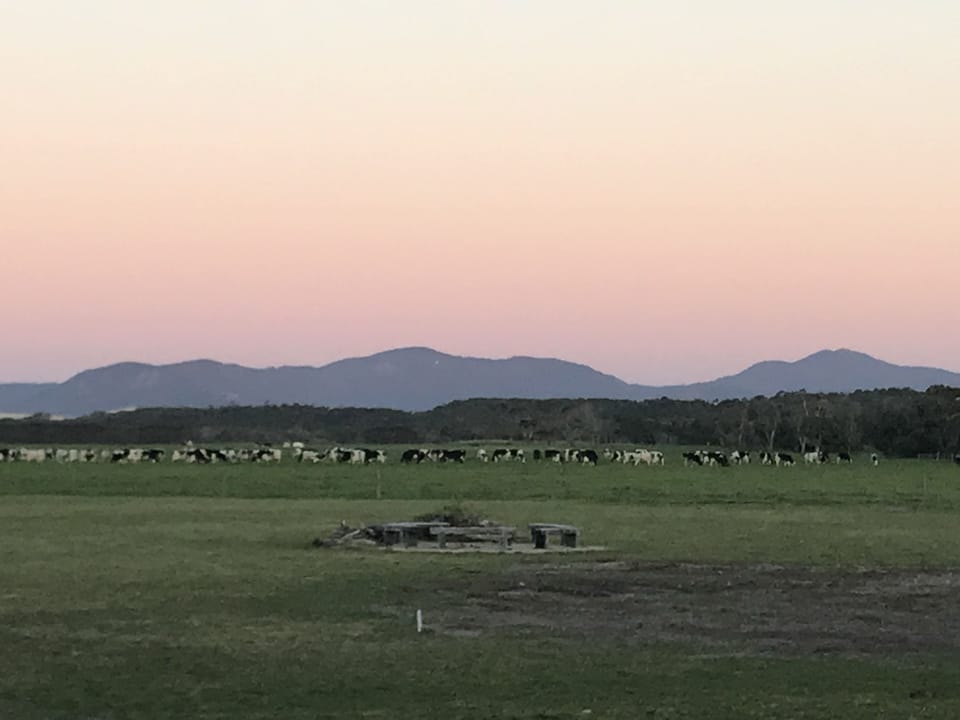 Uninterrupted views of Wilson’s Promontory across fields of dairy cows.