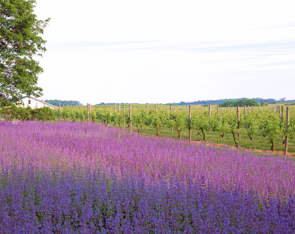 Local Vineyard in Spring