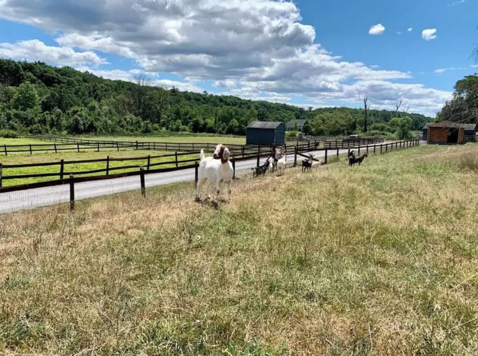 Catskill Animal Sanctuary - 3 miles
