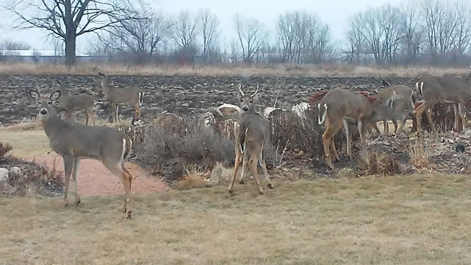 Some of our visitors 