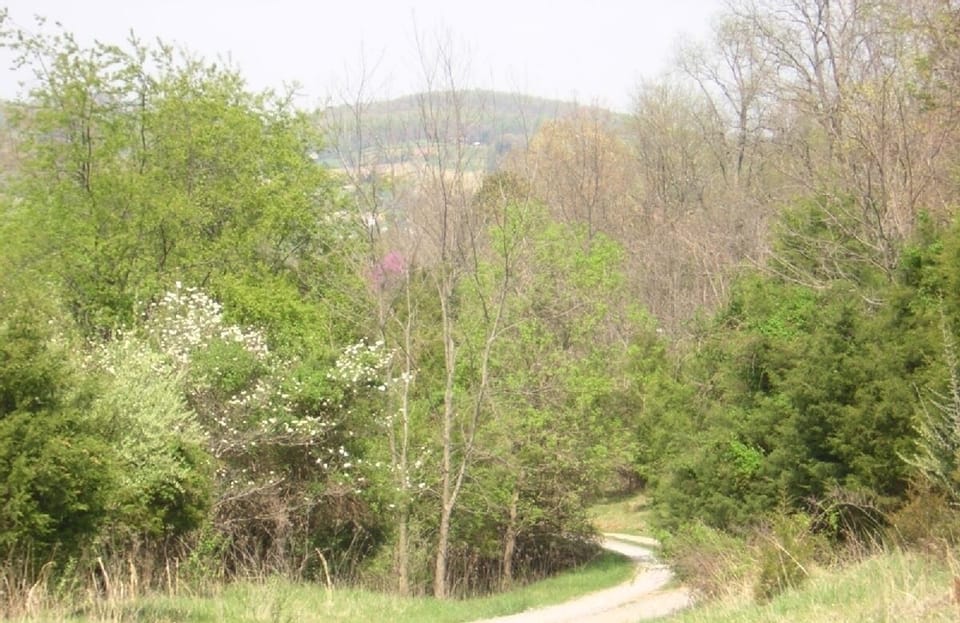 Road down to the cabin