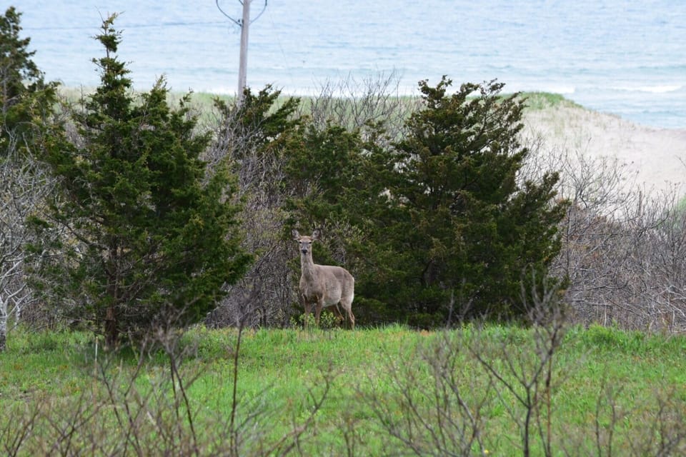 A morning does checking you out as you sip your morning libation