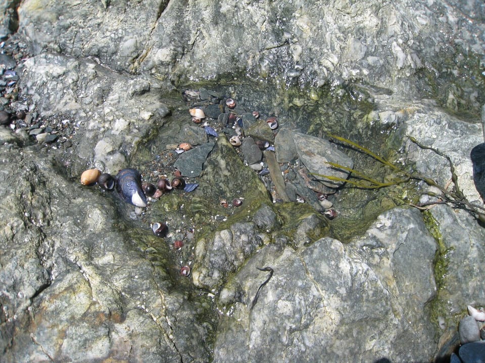 Tide Pool