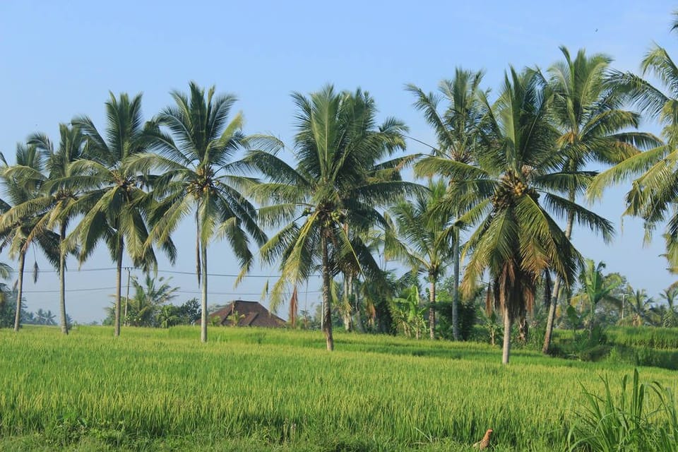 Ubud Private Pool Villa Rice field View