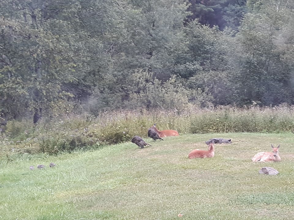 Sometimes welcome local visitors from the Deck