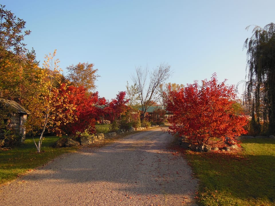 Driveway in the fall.