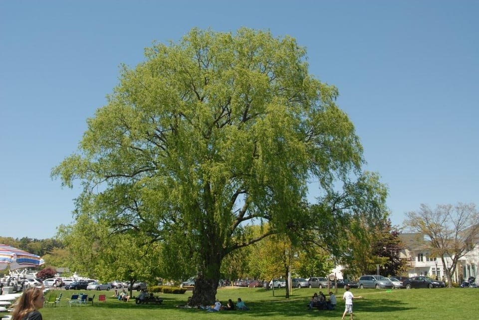 Saugatuck's Willow tree on the waterfront by The Butler Restaurant and Deck