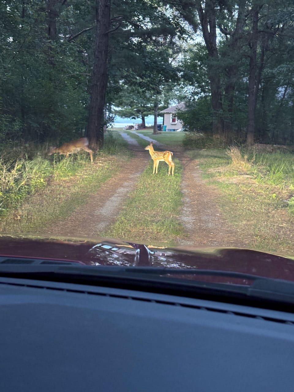 Whitetail fawn in our driveway