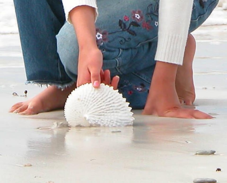 The best beach on the island for finding a Paper Nautilus shells
