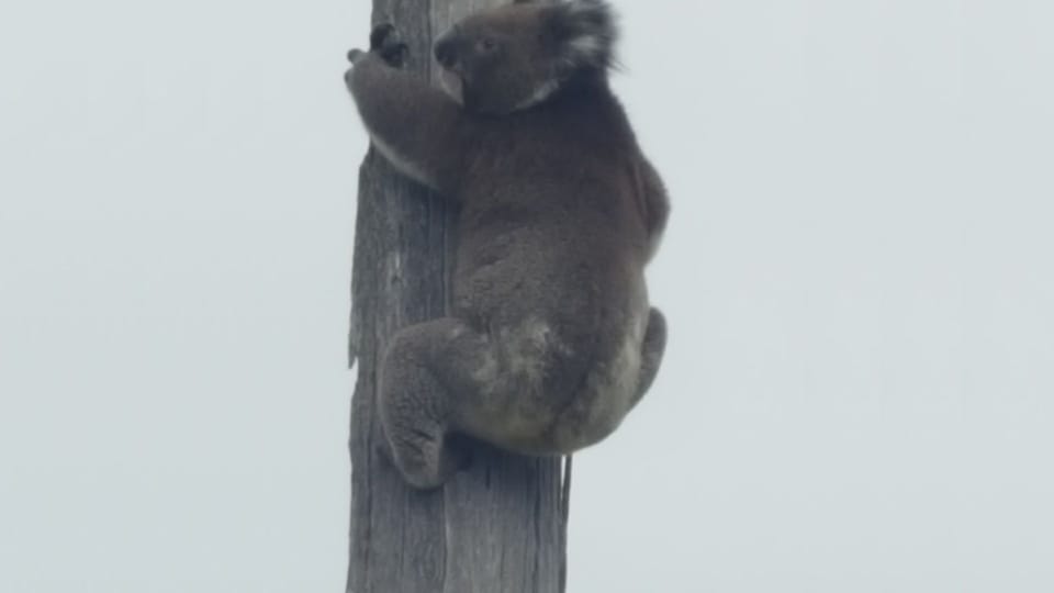 Koala seen on the pole at the front of the property