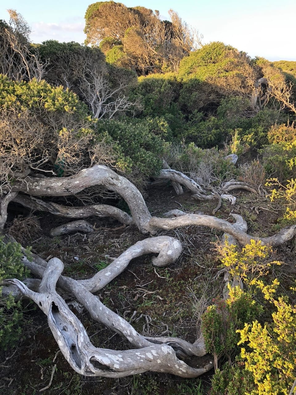 Natural coastline beauty.  Many walking trails.  Dog friendly and superb views.