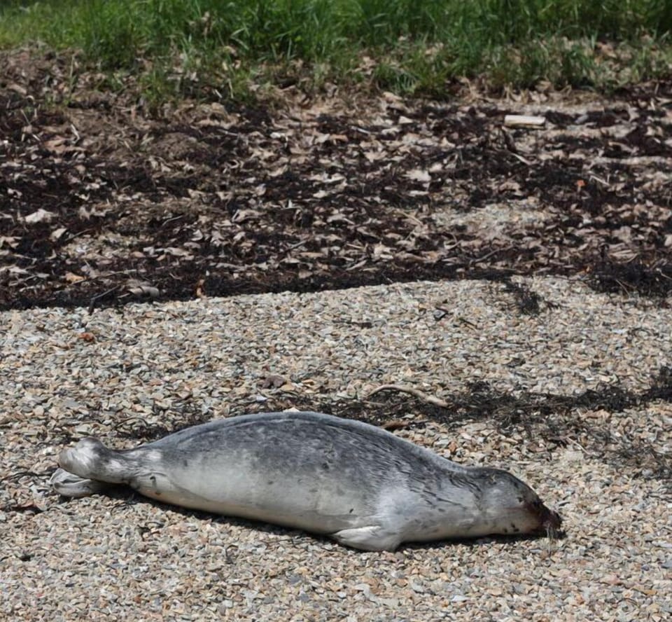 Spot a seal on the beach.