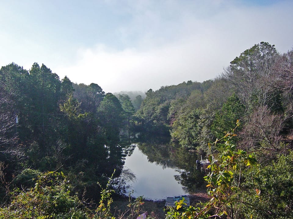 view of the canal and marine forest from back yard at Second Nature