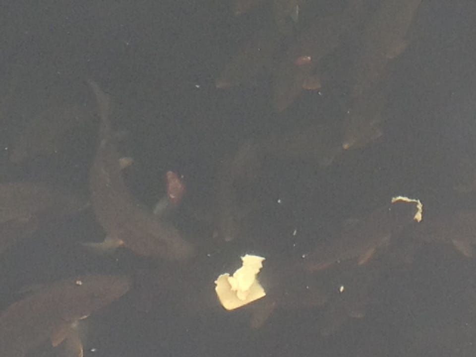 Feeding frenzy at dock. Mangrove Snappers