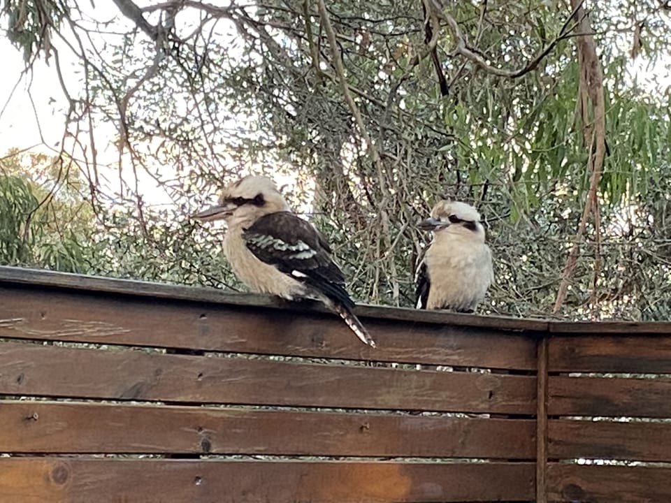 Birdlife