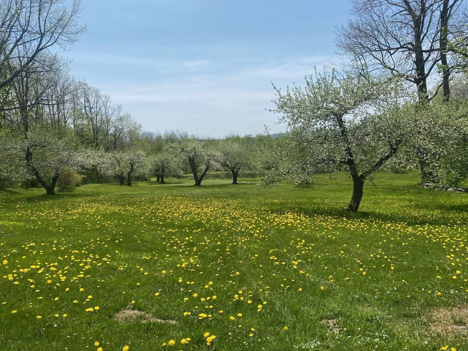 apple blossoms May