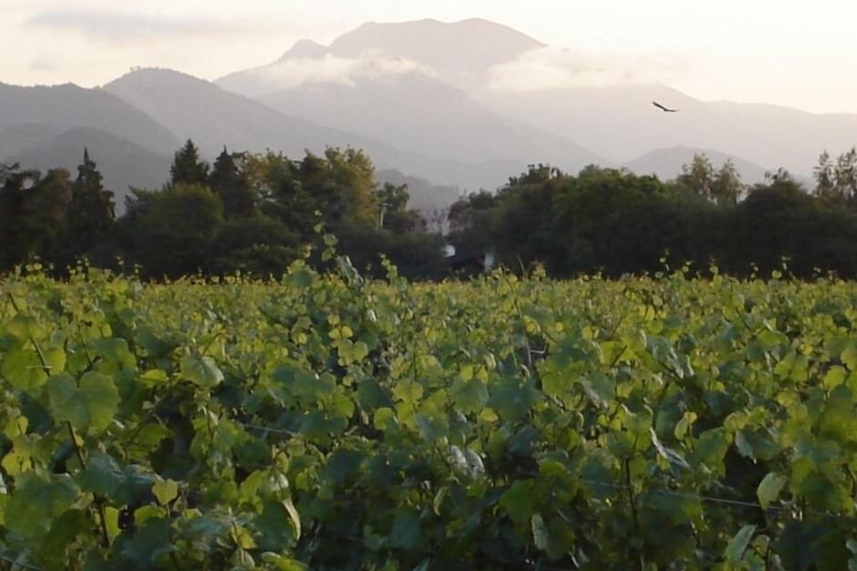Vineyard with Ben Nevis in background