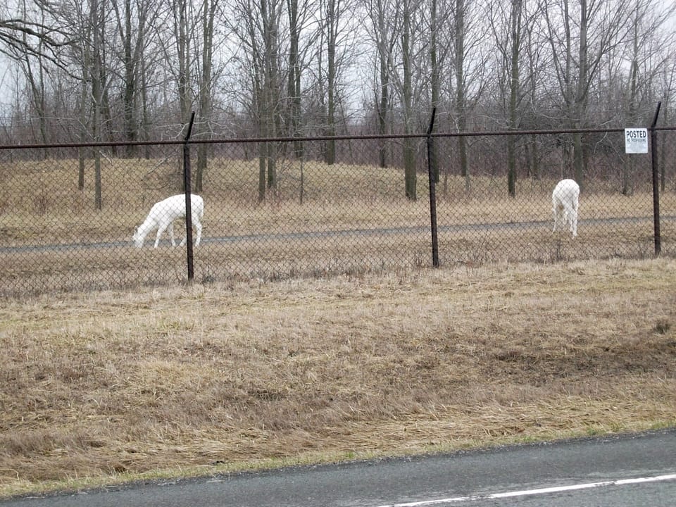 Two miles from the cottage is home to rare white deer.   Tours are available.. 