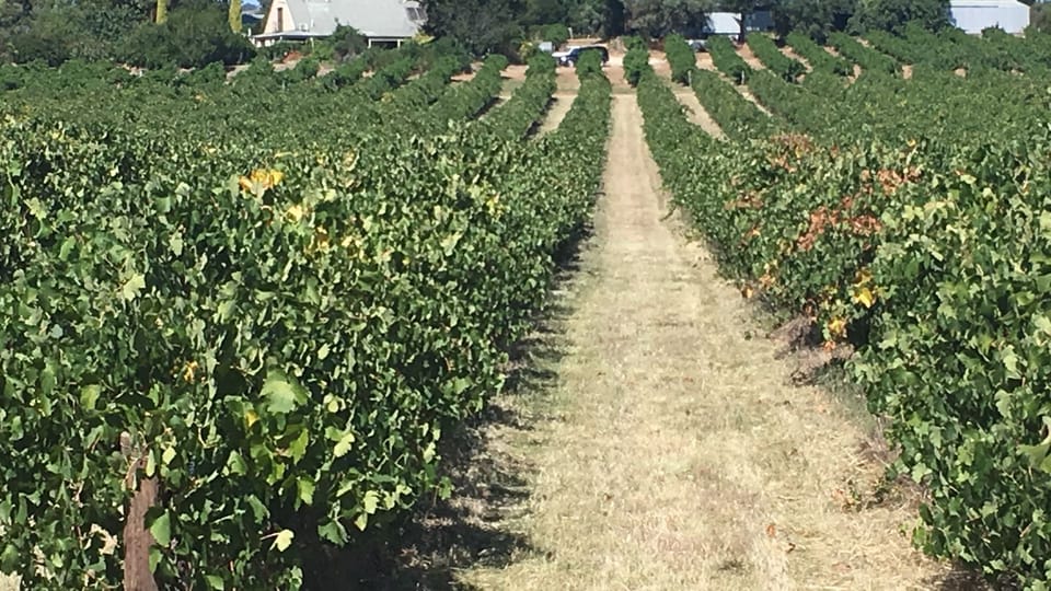our coming vintage