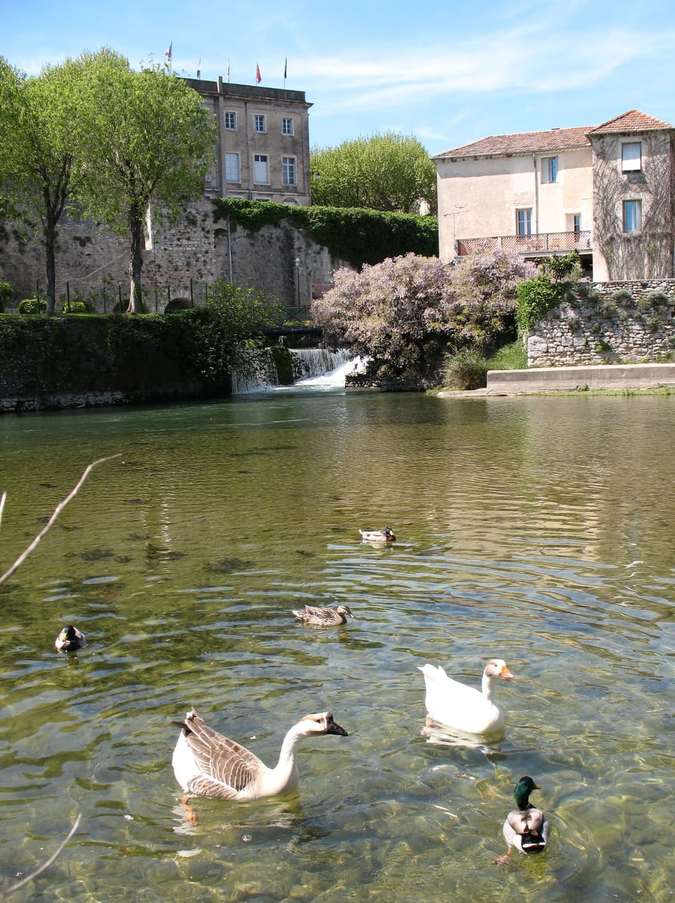 Geese and ducks in the Vidourle river where the source joins it below le Marie