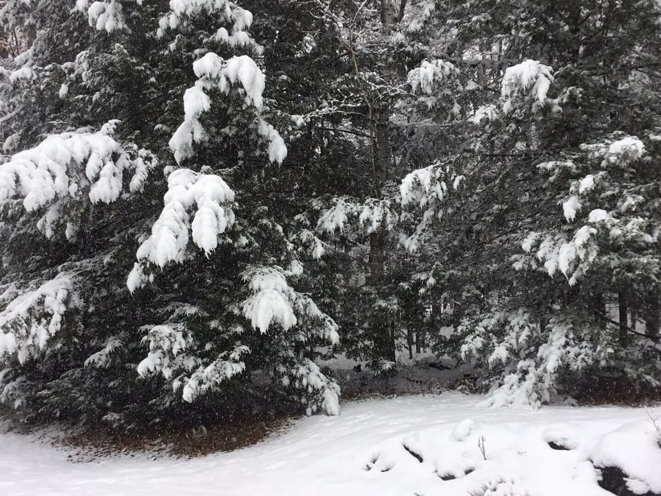 Beautiful snow on evergreens