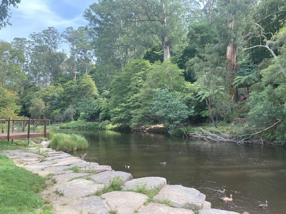 Ducks on the Yarra River
