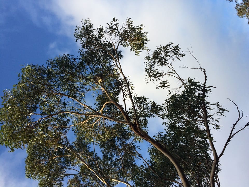 Koalas always in trees on property