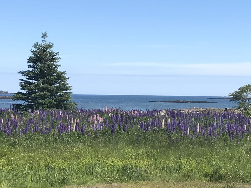 On the drive to the cabin: 
Prospect Harbor