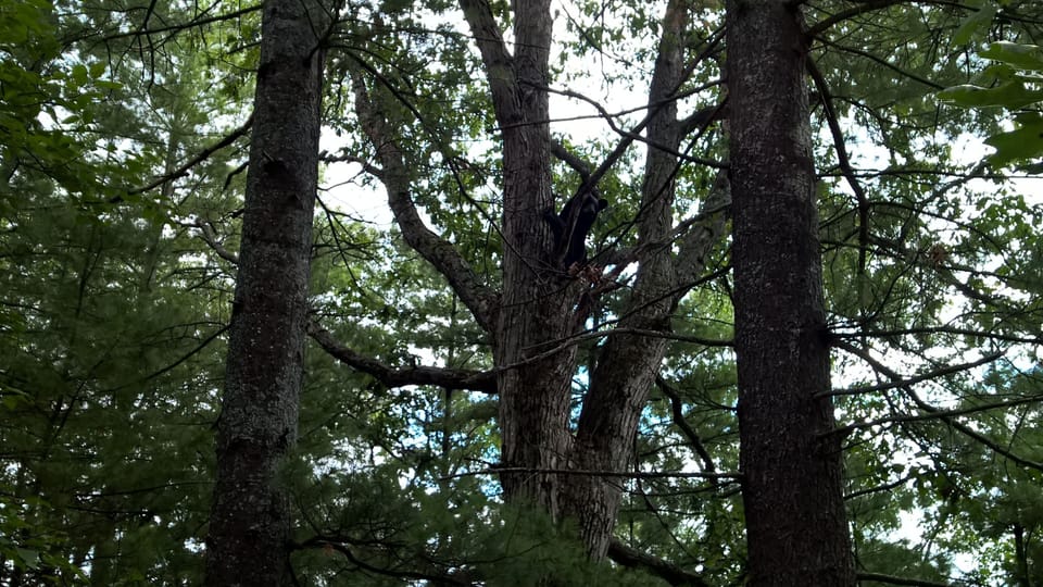 Bear chased up a tree by a 5 lbs Yorkie. This tree is next to the deck. 