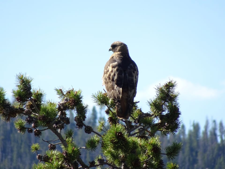 Red Tailed Hawk from Deck