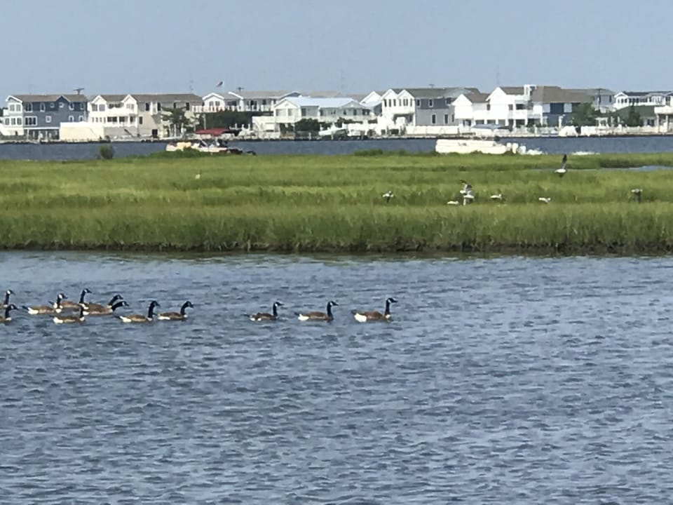 Make way for the waterfowl