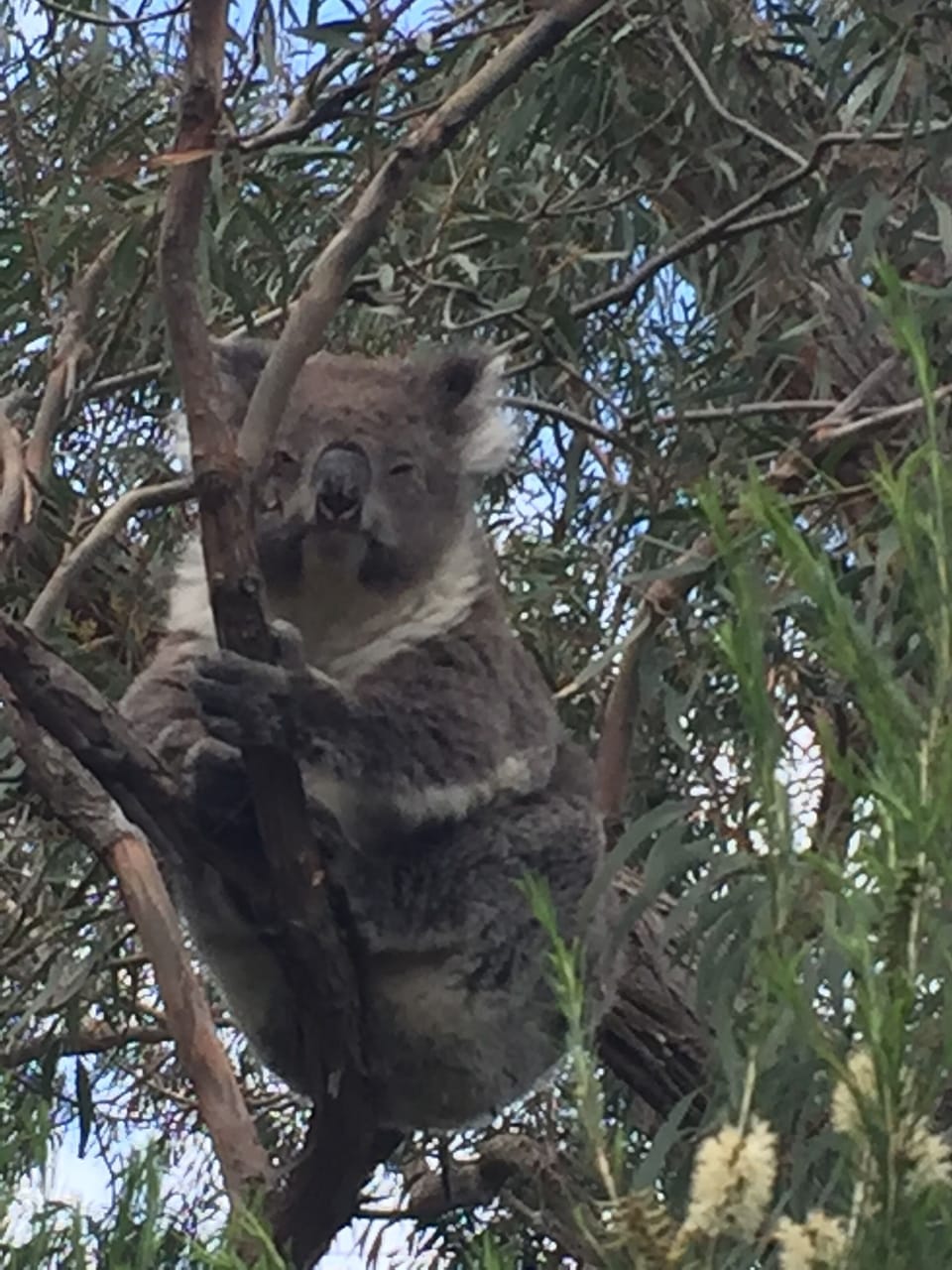 There are still a few resident koalas in the neighbourhood 