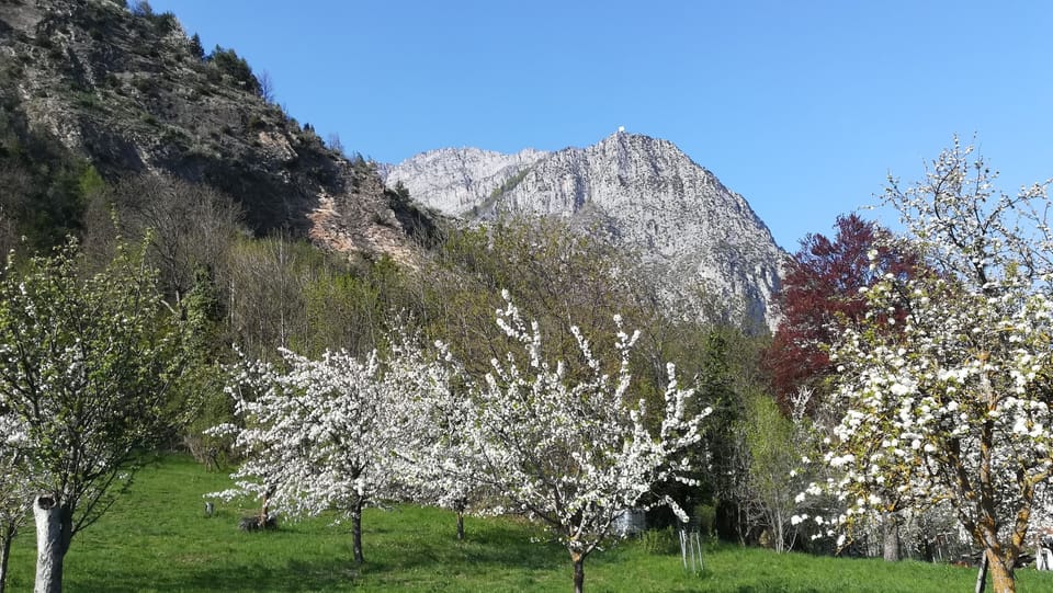 Valdieri, fruit trees in spring. 