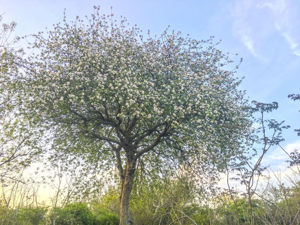 THE APPLE TREE BEHIND THE BACK PATIO
