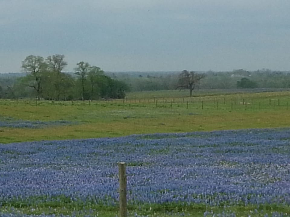 Spring Bluebonnets in bloom near by