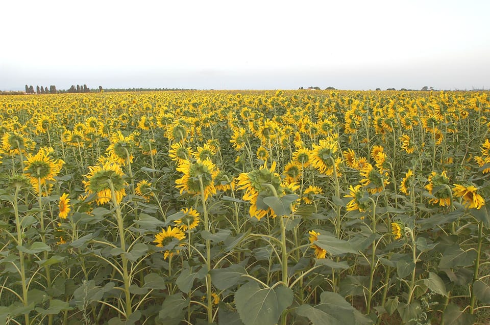 Casanuova field