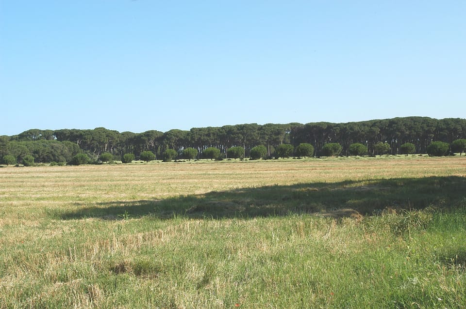  Casanuova Field