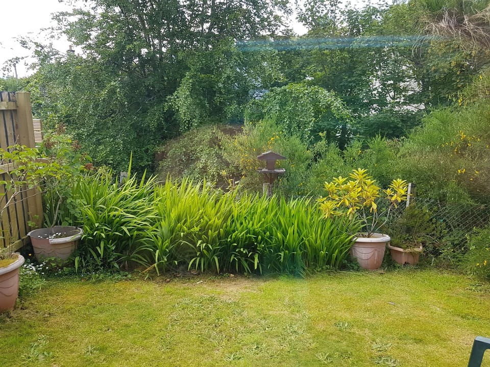Back garden
