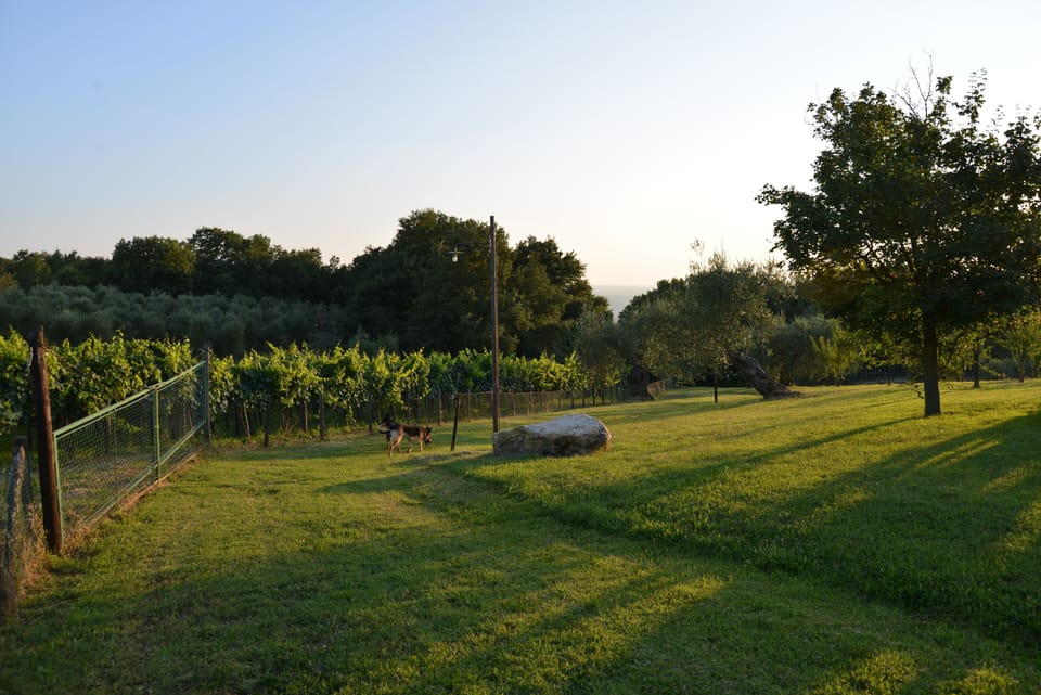 vineyard