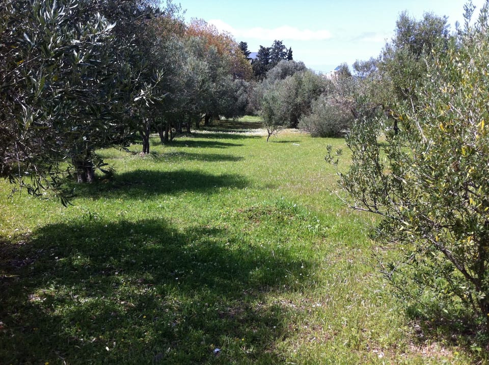 Spring in the olive grove