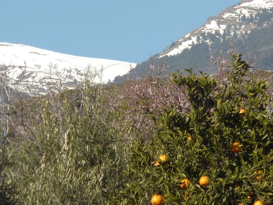 Snow and oranges