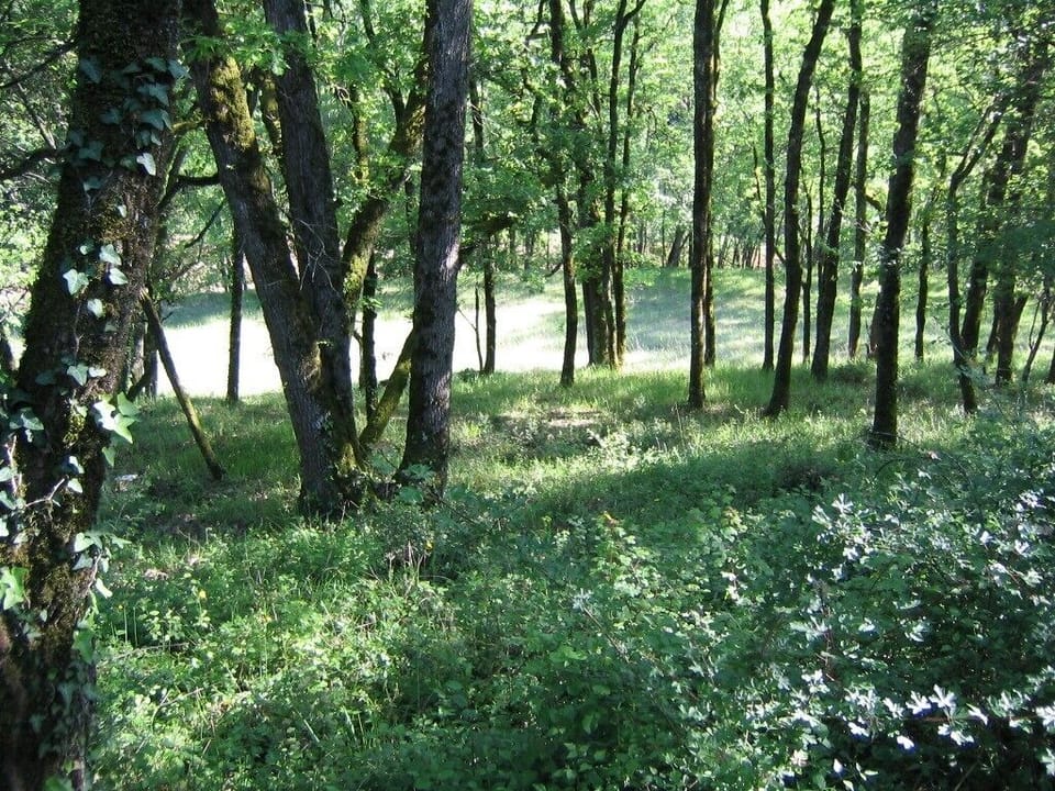 The wooded area near the gite - perfect for walking and exploring.