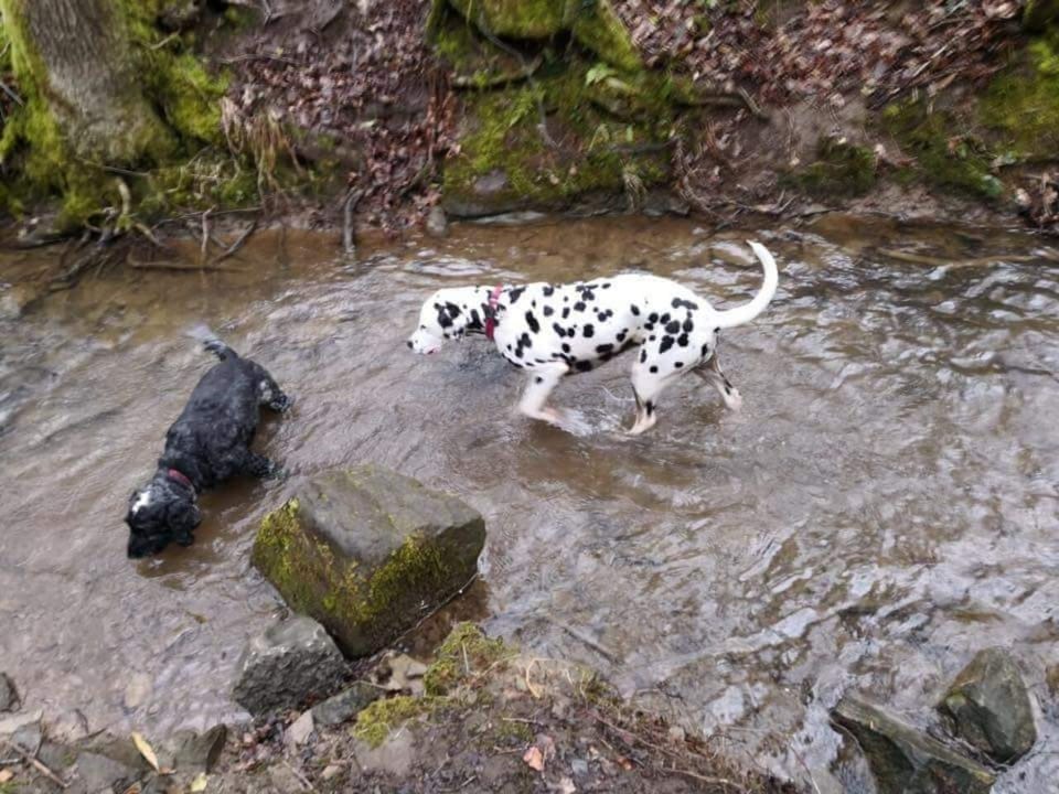 The Forest of Dean is a great area for outdoor adventures!  We provide an outdoor tap and some towels for our 4-legged guests.
