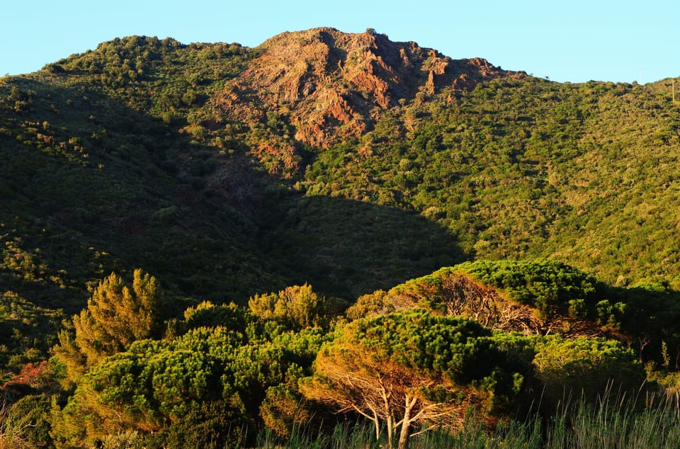 vegetation
