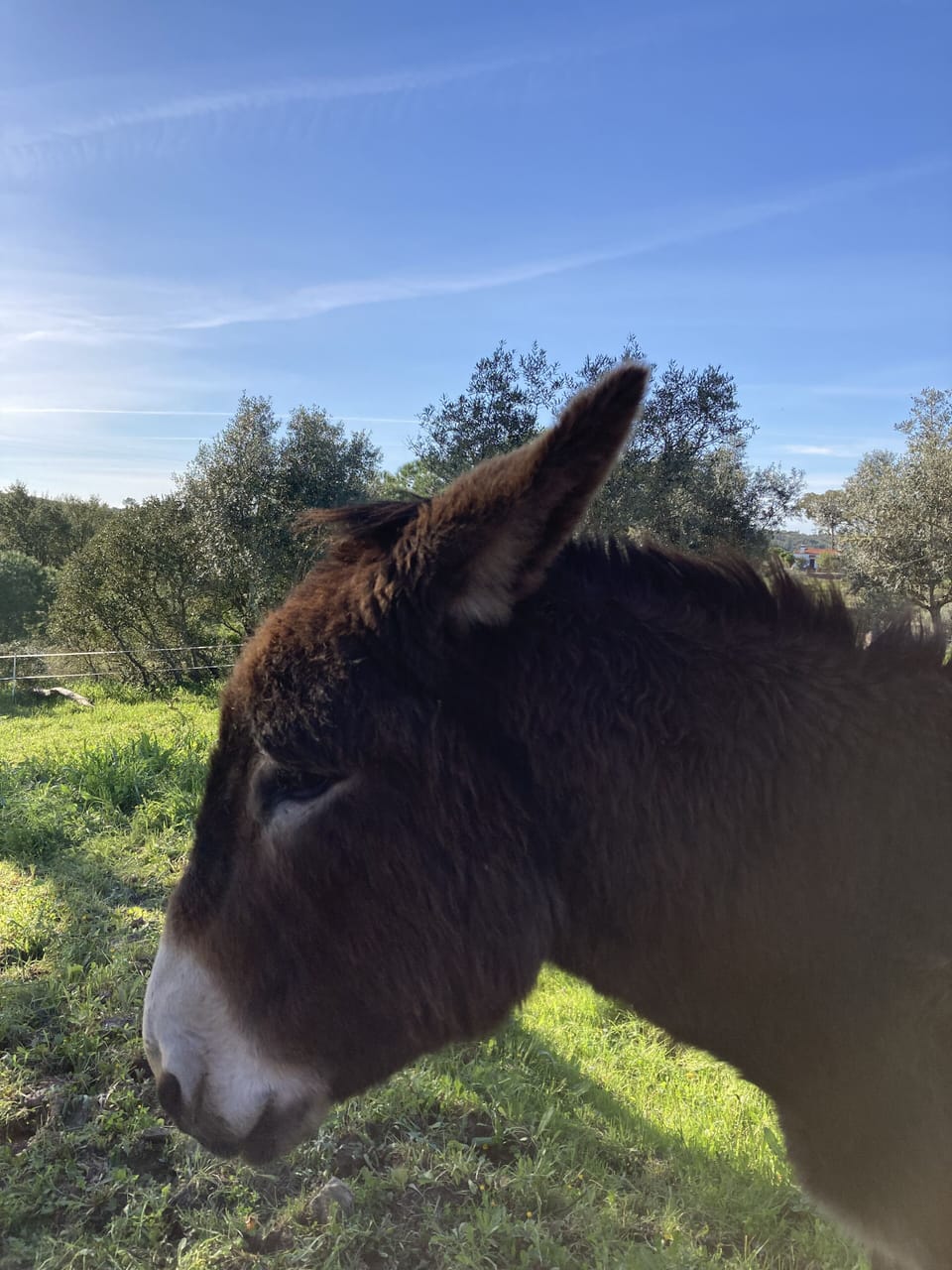 Burro no terreno