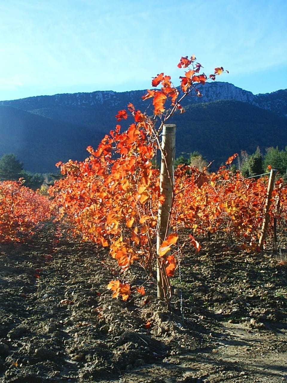 Local Grapevines