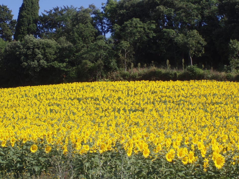 Sunflowers